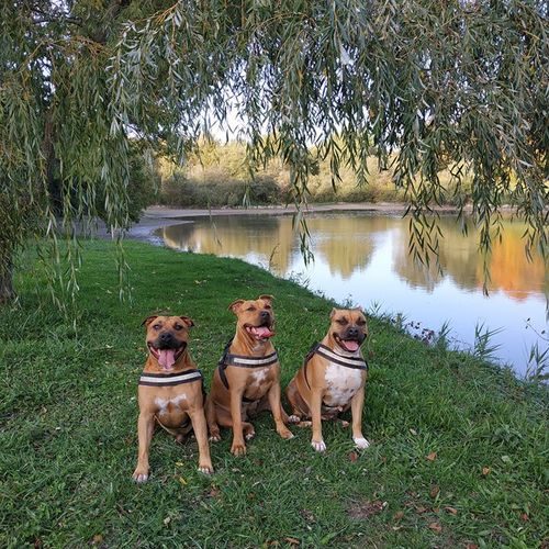 Elevage Des Gardiens De Hyena