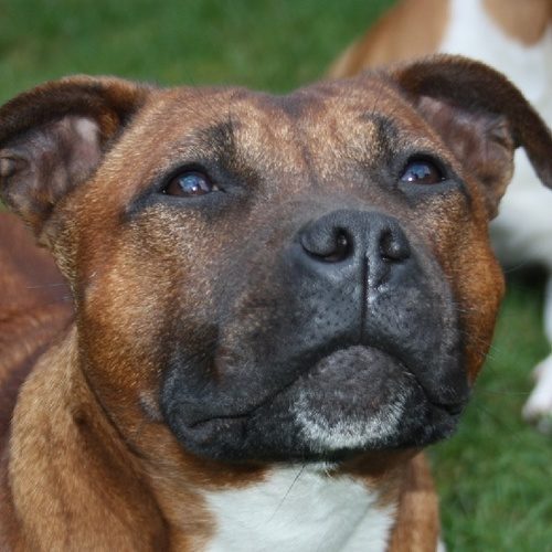 Staffordshire bull terrier