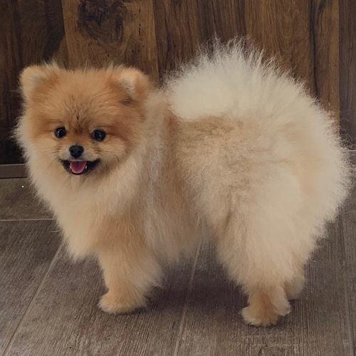 Elevage Les Pom D'Or