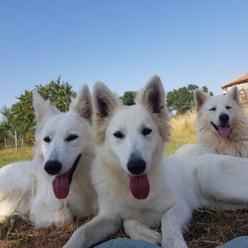 Elevage de Berge Blanc Suisse