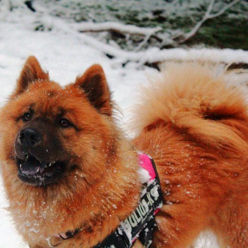 Elevage familial d'Eurasier - Les Terres d'Orya