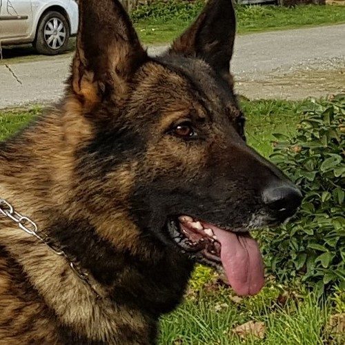 Berger Allemand de travail dos droit