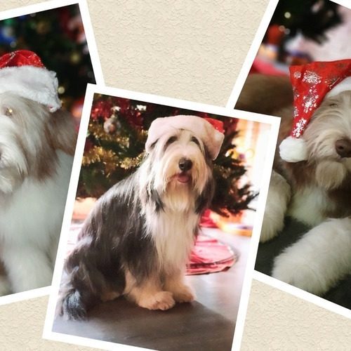 Nos beardeds notre passion