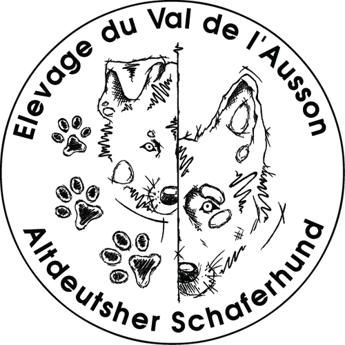 Berger Allemand ancien type poil long dos droit