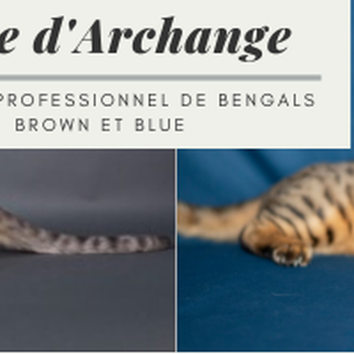 Magnifiques Bengals haute qualité