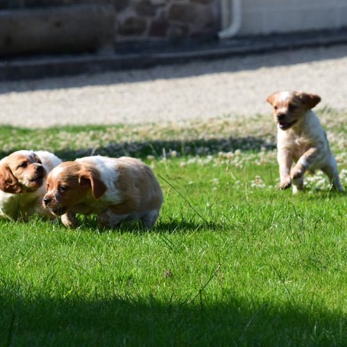 élevage d'epagneul breton du Haut Leon