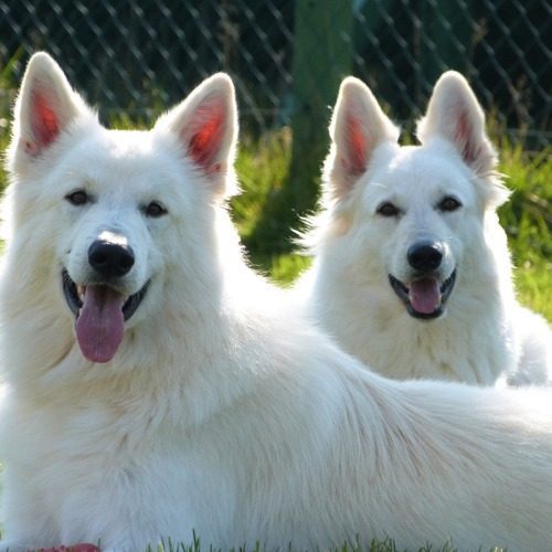 Les murmures de Wolfenne