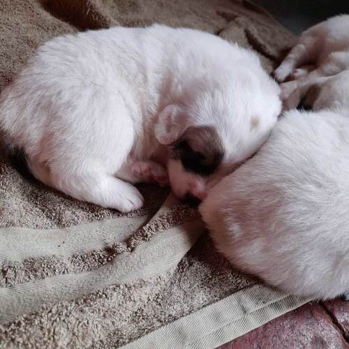 Éleveuse familiale de patou