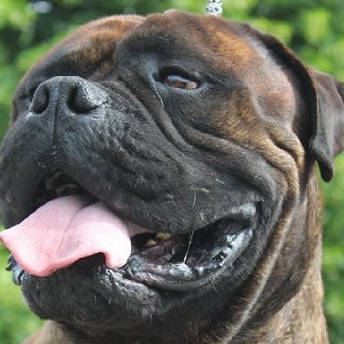 Elevage familial Good lucky Charm