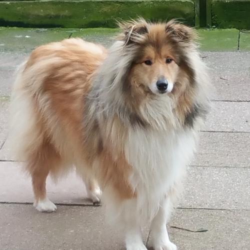 élevage épagneul Nain Continental papillon/colley