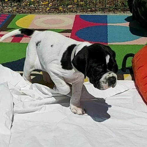 les pointers du Verdon