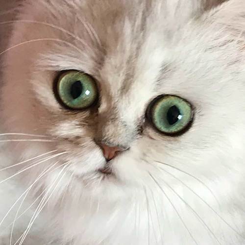 Chatterie de la cité d'émeraude