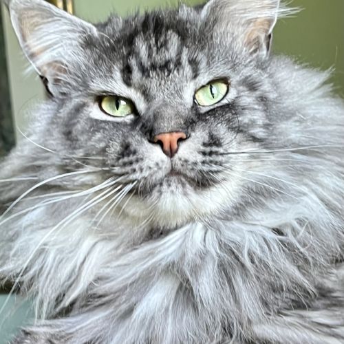 Chatterie des calaquendi coon