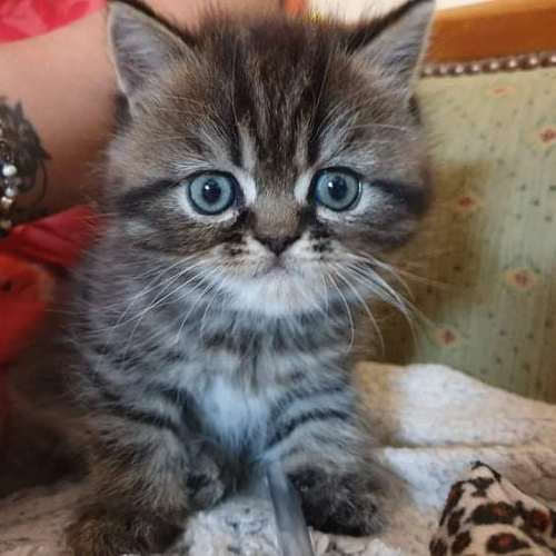 Eleveuse d'exotic Shorthair