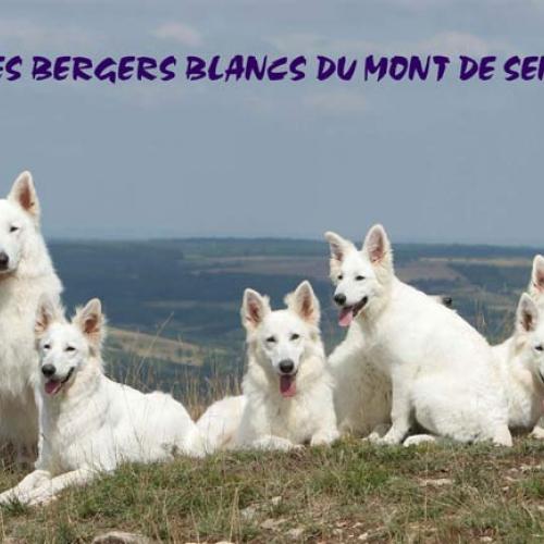 Eleveur : Elevage du Mont de Sène