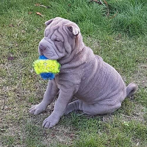 élevage de la cote des sables