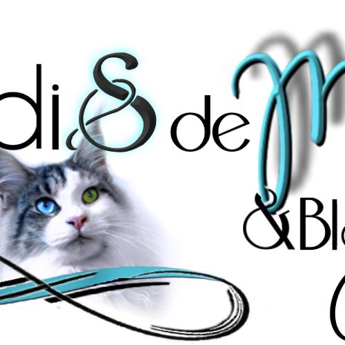 Elevage familial de Maine Coon LOOF