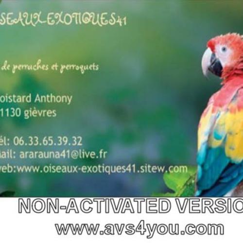 Élevage : ara amazone eclectus perroquet