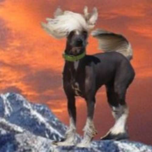 Elevage des Zéphyrs de l'Olympe