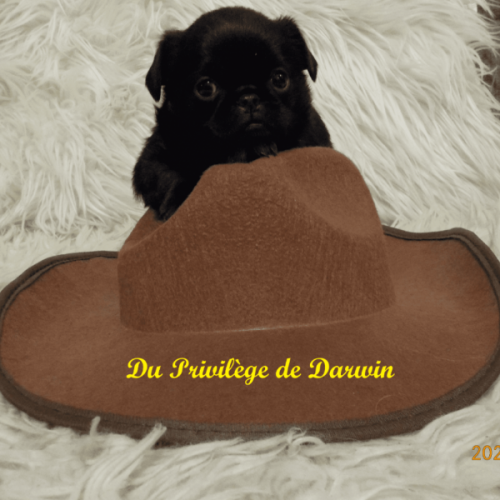 Élevage petits brabançons du privilège de darwin