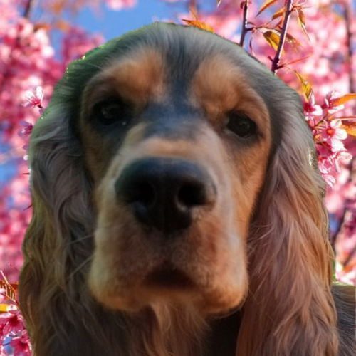 Élevage de cocker anglais