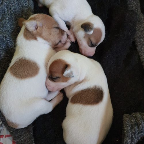 Elevage familial de Jack Russell Parson LOF