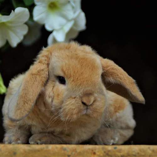 Lapin bélier nain rex