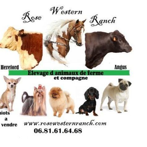 Élevage de chiens miniatures, nains et toy