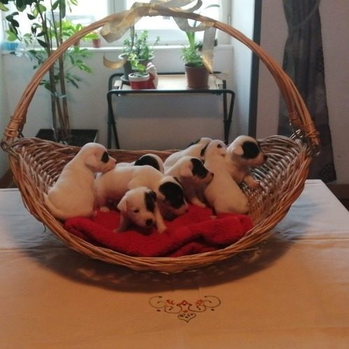 Elevage du domaine des deux étoiles