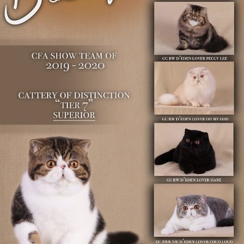 élevage de persans exotics shorthairs