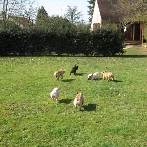 Elevage Bouledogue français From the Joy of living