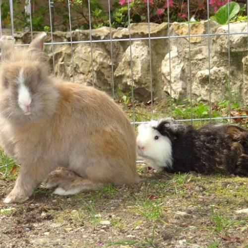 Élevage cobaye lapin nain lapin bélier