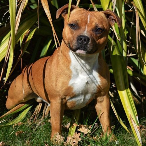 Bienvenu à l'élevage de Rockstar Dog