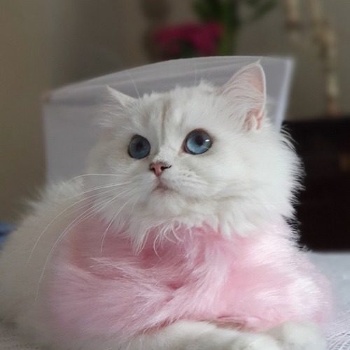 Eleveur Professionnel de British Shorthair à Paris