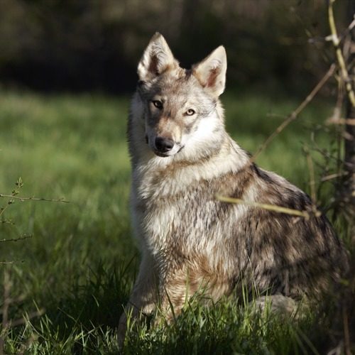 élevage des loups d'Amarok