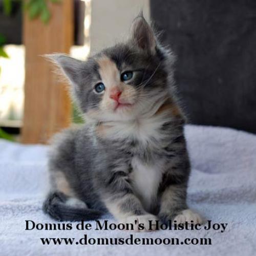 Élevage : norvégien (chat des bois - forêts norvégiennes)