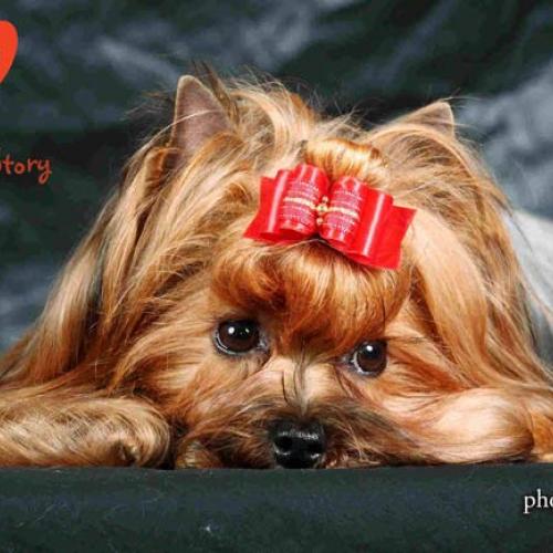 Eleveur : A LOVELY STORY