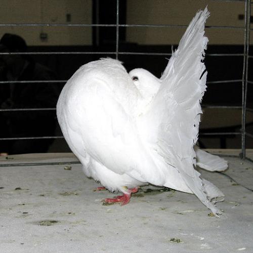 Élevage : pigeon