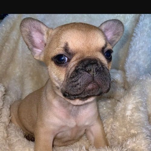 Bouledogue français Ardèche France