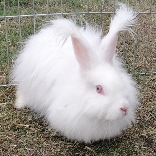 Mes lapinoux des sources : Passion et Respect