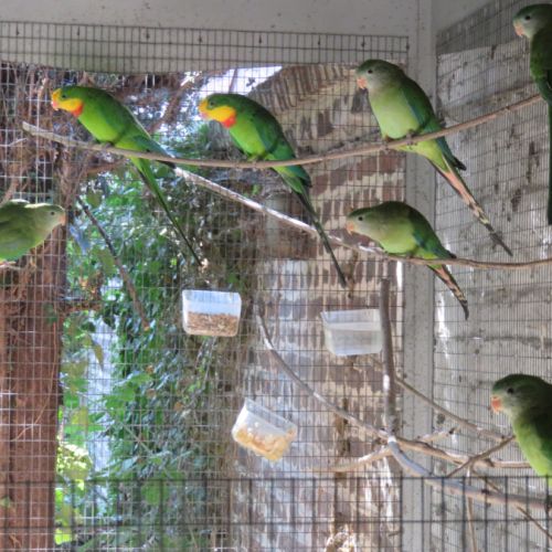 Petit élevage de perruches barraband exclusivement
