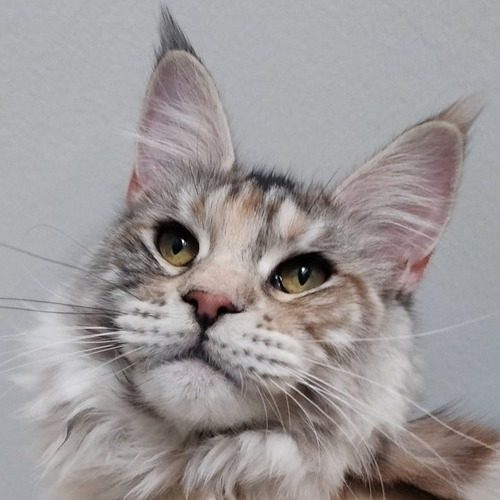 Maine coon polydactyle