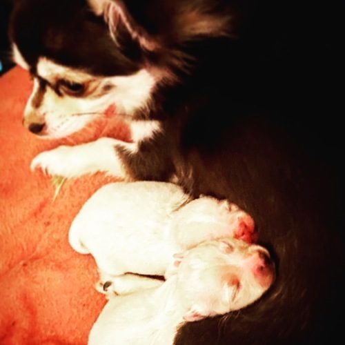 Chihuahua Poils Longs Couleurs Rares