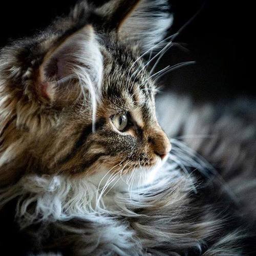 Chatterie des Mainecocoon