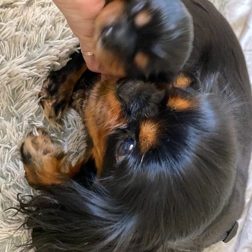 cavalier king charles noir et feu dans le Var