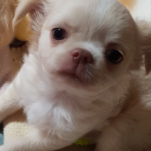 Elevage de chihuahua