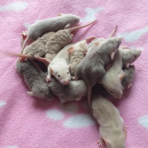 Rats domestiques très sociabilisés