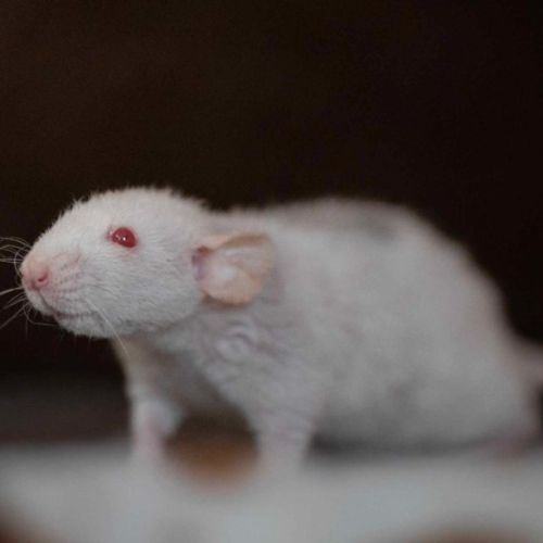 Rats domestiques dumbos très sociabilisés