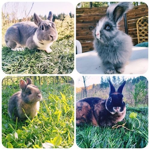 Les Lapins du Vernet