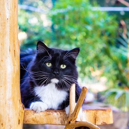 Chatterie du Kot Baïoun